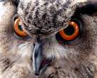 Owl.jpg