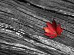Leaf.jpg