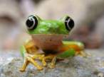 Frog.jpg