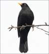 Raven.jpg