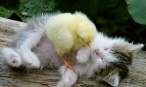 chick.jpg