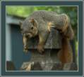 chipmunk.jpg