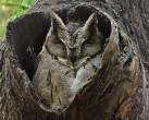 Owl.jpg