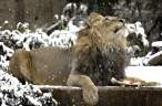 Lion.jpg