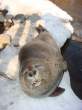 Seal.jpg