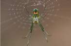 Spider.jpg