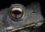 Frog.jpg