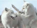 Polar.jpg