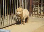 Sheep.jpg