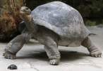 Turtle.jpg