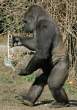 Gorilla.jpg