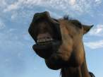 Smile.jpg