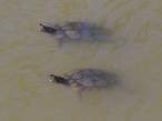 Turtles.jpg