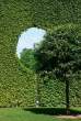 Tree.jpg