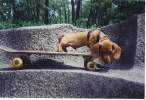 Skate.jpg