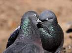 Hug and kiss.jpg