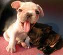 Puppy.jpg