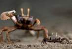 Crab.jpg