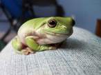 Frog.jpg