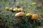 Funghi.jpg
