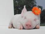 Pig.jpg