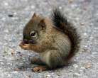 Chipmunk.jpg