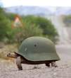 Protected.jpg