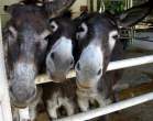 Donkey.jpg