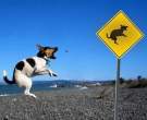 dog-jump.jpg
