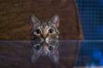 Kitty.jpg
