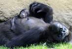 Monkeys.jpg