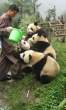 Panda.jpg