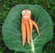 Carrot.jpg