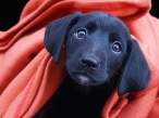 Doggy.jpg