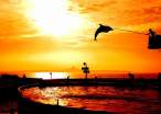 Dolphin.jpg