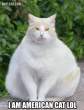 americancat.jpg