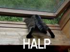 halp.jpg