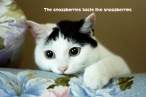 kittyeatcouch.jpg
