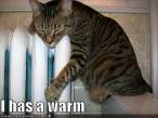 cat-has-warm-radiator.jpg