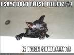 cat-wet-bath-angry.jpg