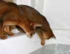 wetCats.jpg