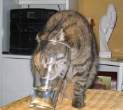 cat_glass.jpg