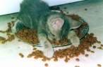 stupid-kitten.jpg