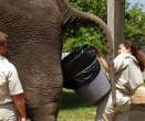 elephant-dung-catcher.jpg