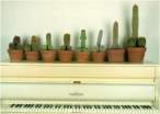 Cactus.jpg
