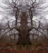 Gallery of Monster Trees.jpg