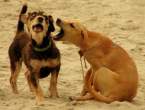 dog-is-a-loud-talker.jpg