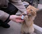 cat-addict.jpg