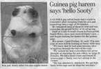 4347_2174_horny-guinea-pig.jpg