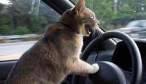 5299_2650_road-rage-cat.jpg
